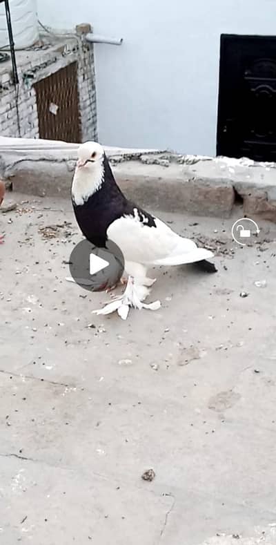 Fansi Male