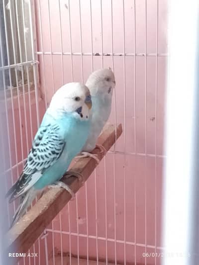 budgies pairs