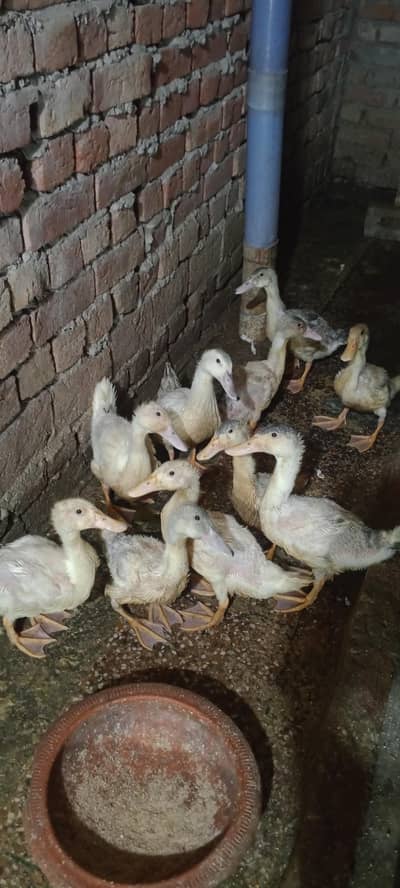 Pekin duck