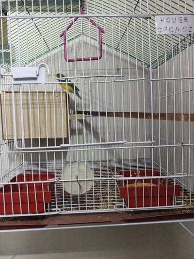 finch