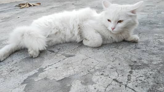 Percian cat female