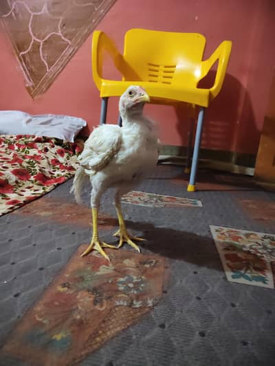 aseel Heera