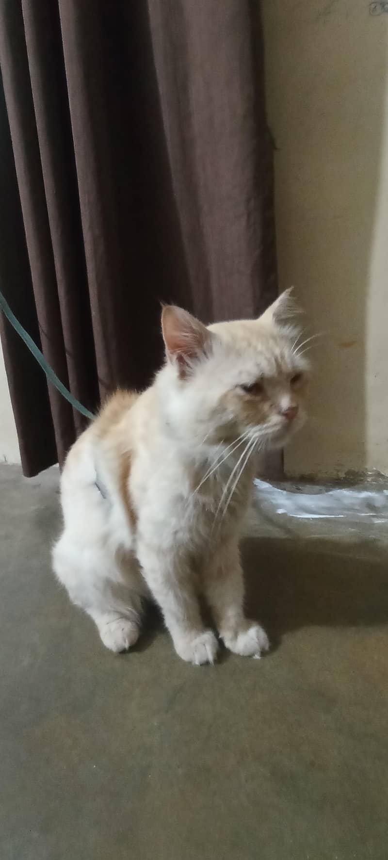 good cat 2