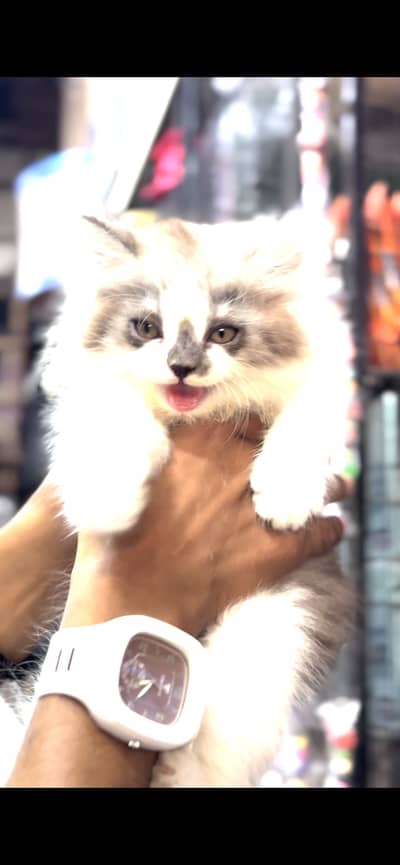 Long Coat persian kitten
