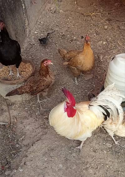 Healthy Desi Chicken Available