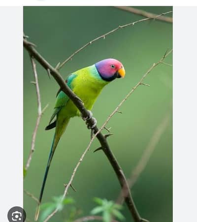 plum Headed male