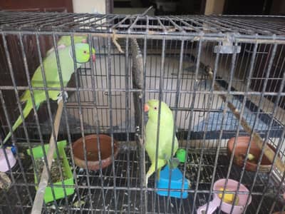cage portable