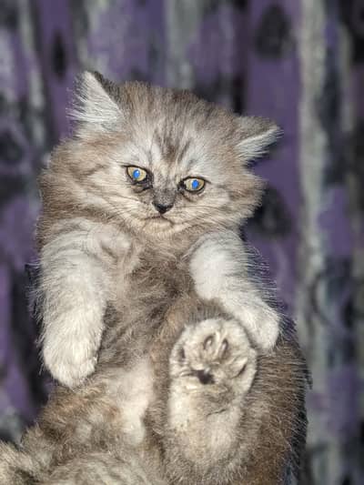 Persian Kittens fo Sale