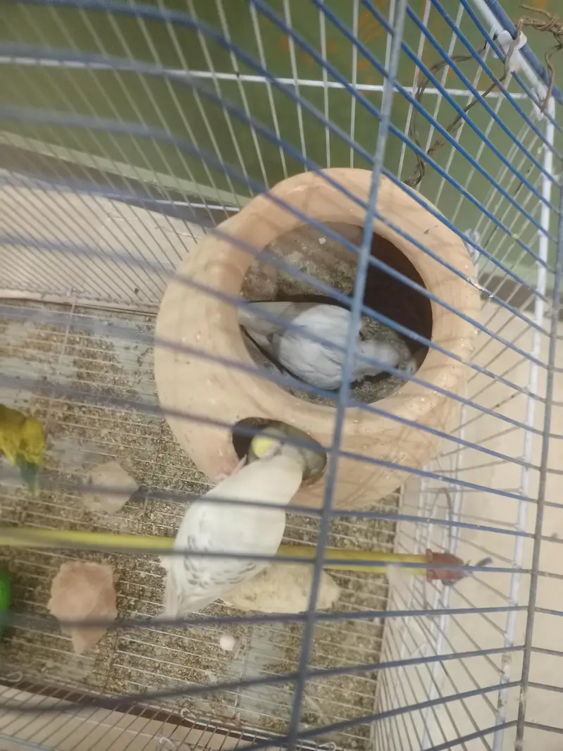 1st pair red eye fellow 2nd pair   Normal budgies — photo 3