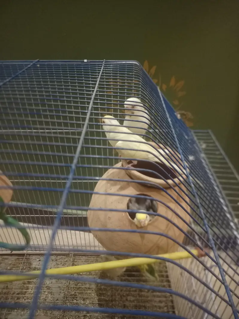 1st pair red eye fellow 2nd pair   Normal budgies — photo 4
