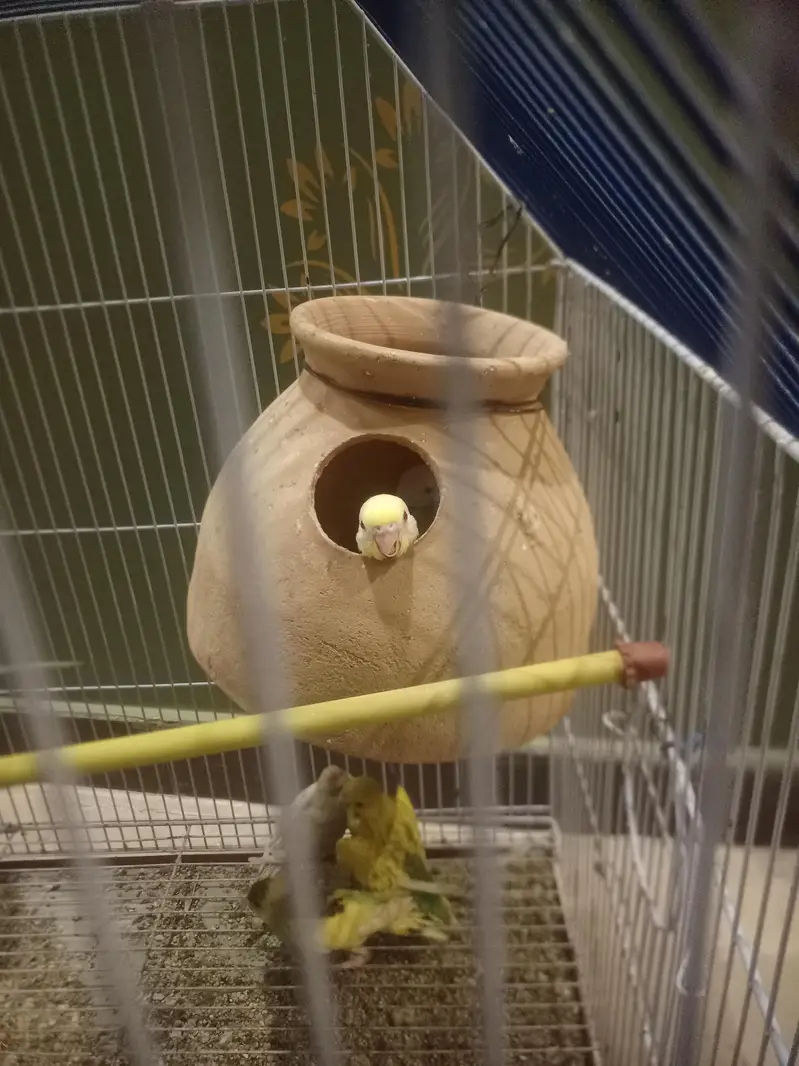 1st pair red eye fellow 2nd pair   Normal budgies — photo 5