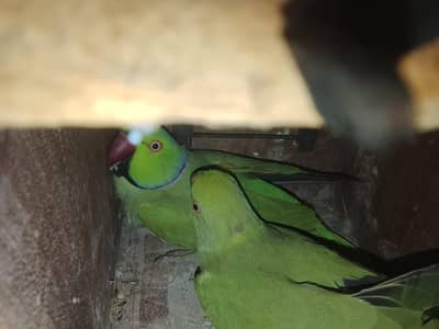 Ringneck breader pair urgent sell