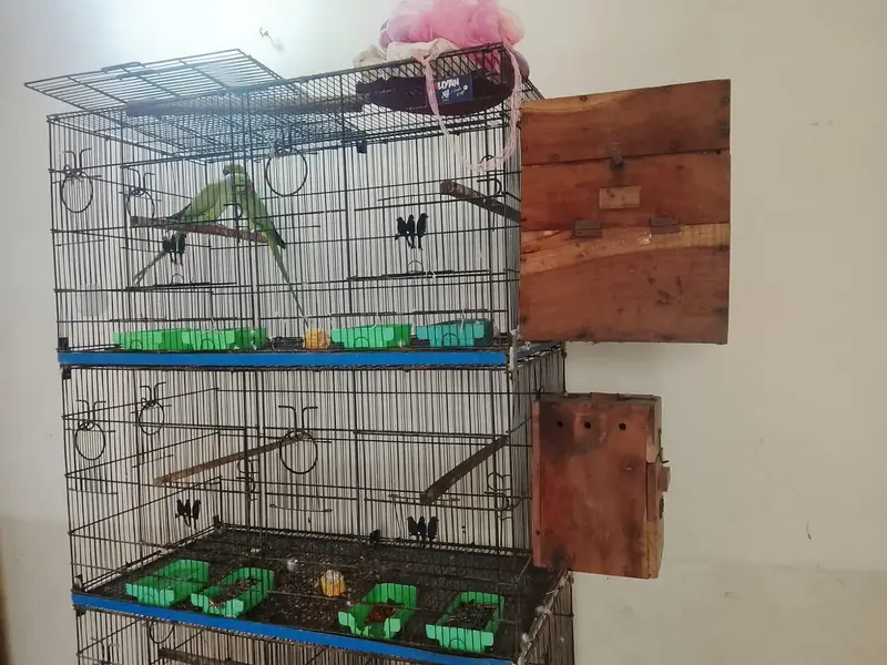 Ringneck breader pair urgent sell — photo 2