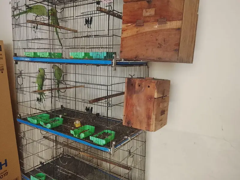 Ringneck breader pair urgent sell — photo 3