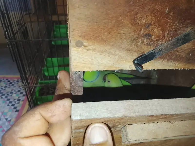 Ringneck breader pair urgent sell — photo 5