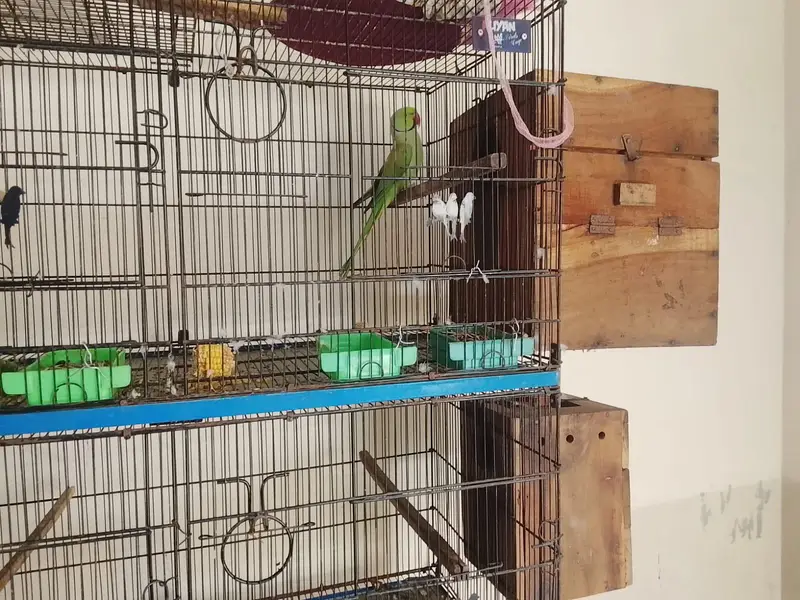 Ringneck breader pair urgent sell — photo 6