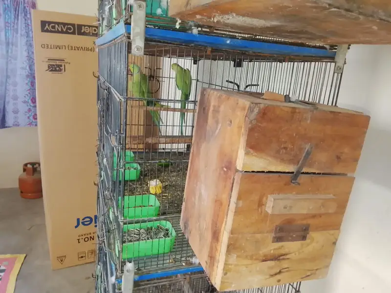 Ringneck breader pair urgent sell — photo 7