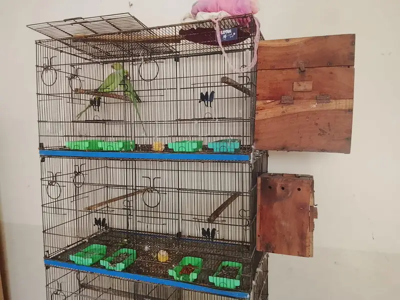 Ringneck breader pair urgent sell — photo 8