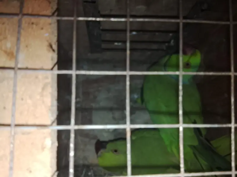 Ringneck breader pair urgent sell — photo 10