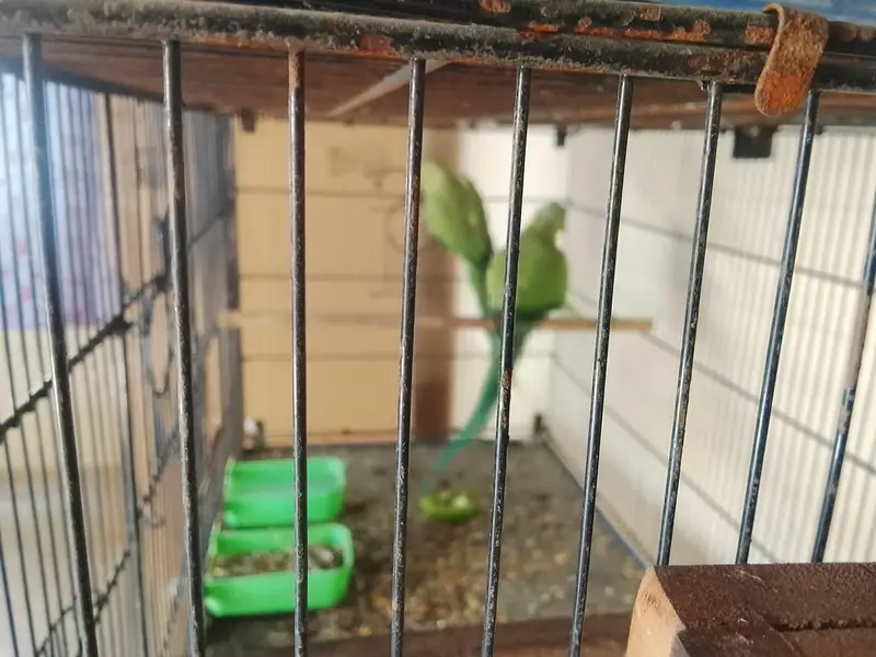 Ringneck breader pair urgent sell — photo 11
