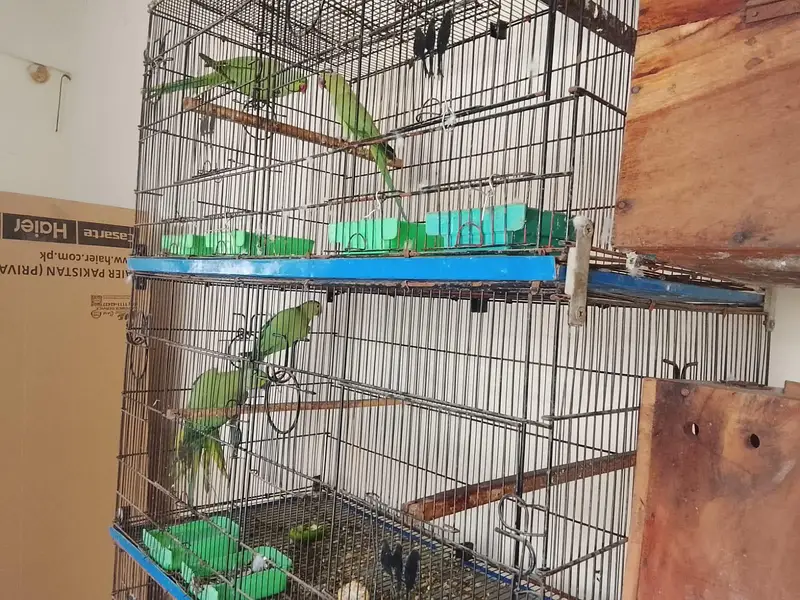 Ringneck breader pair urgent sell — photo 12