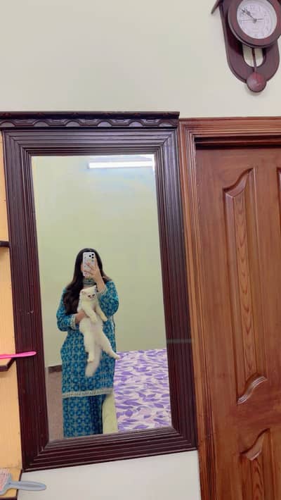 4 months Persian female cat