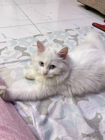 cats available