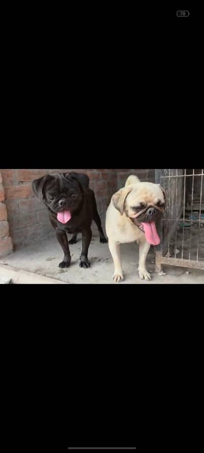 pug dog hn black & brown pair hain active hn