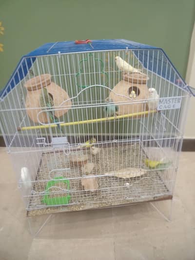 1st pair red eye fellow 2nd pair   Normal budgies