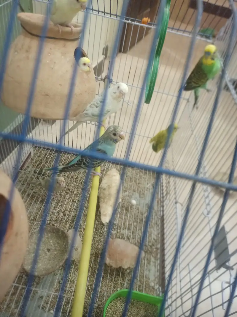 1st pair red eye fellow 2nd pair   Normal budgies — photo 2