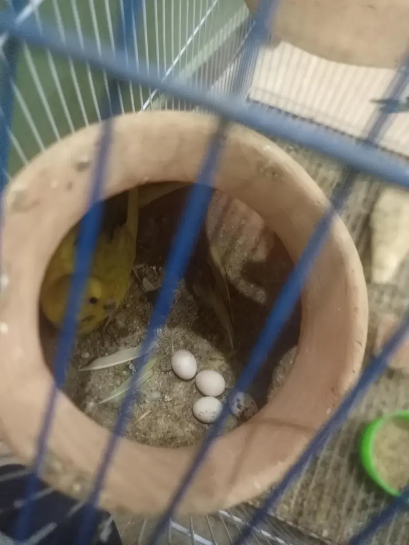 1st pair red eye fellow 2nd pair   Normal budgies — photo 6