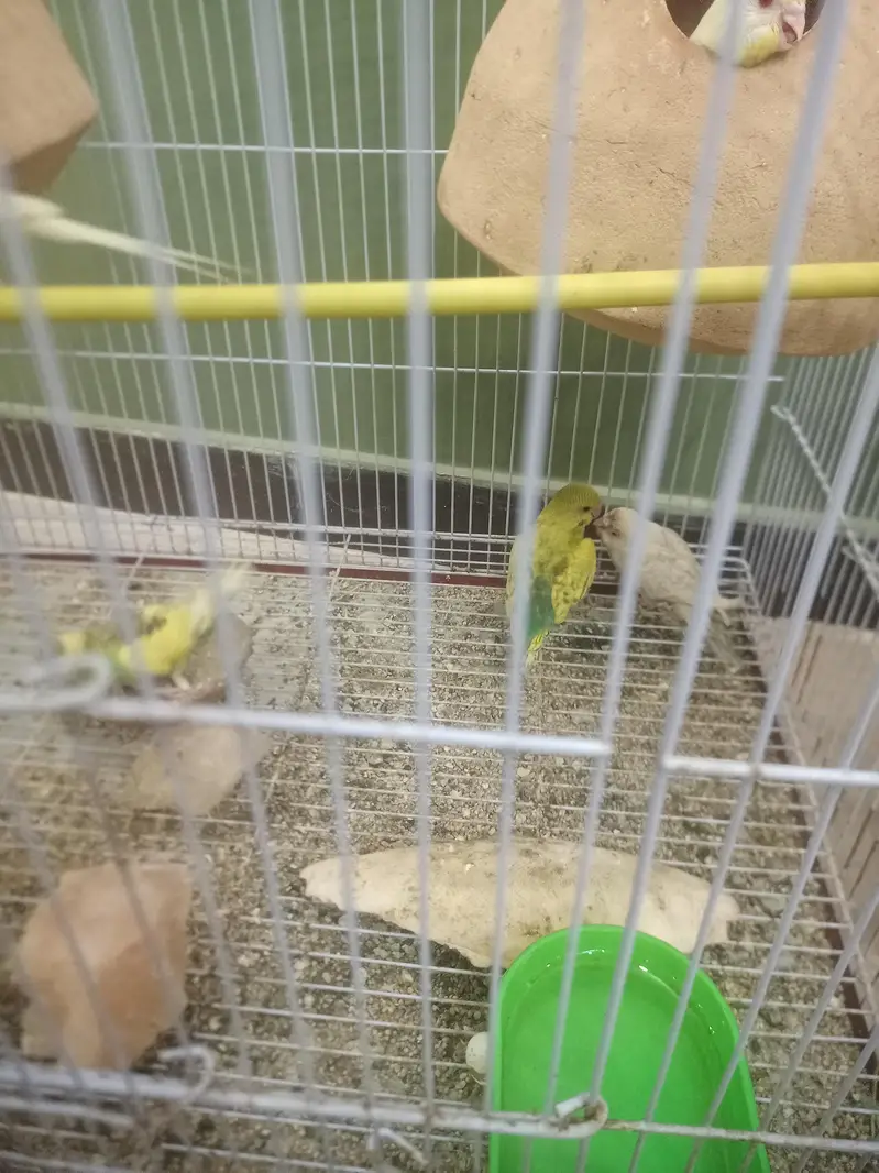 1st pair red eye fellow 2nd pair   Normal budgies — photo 7