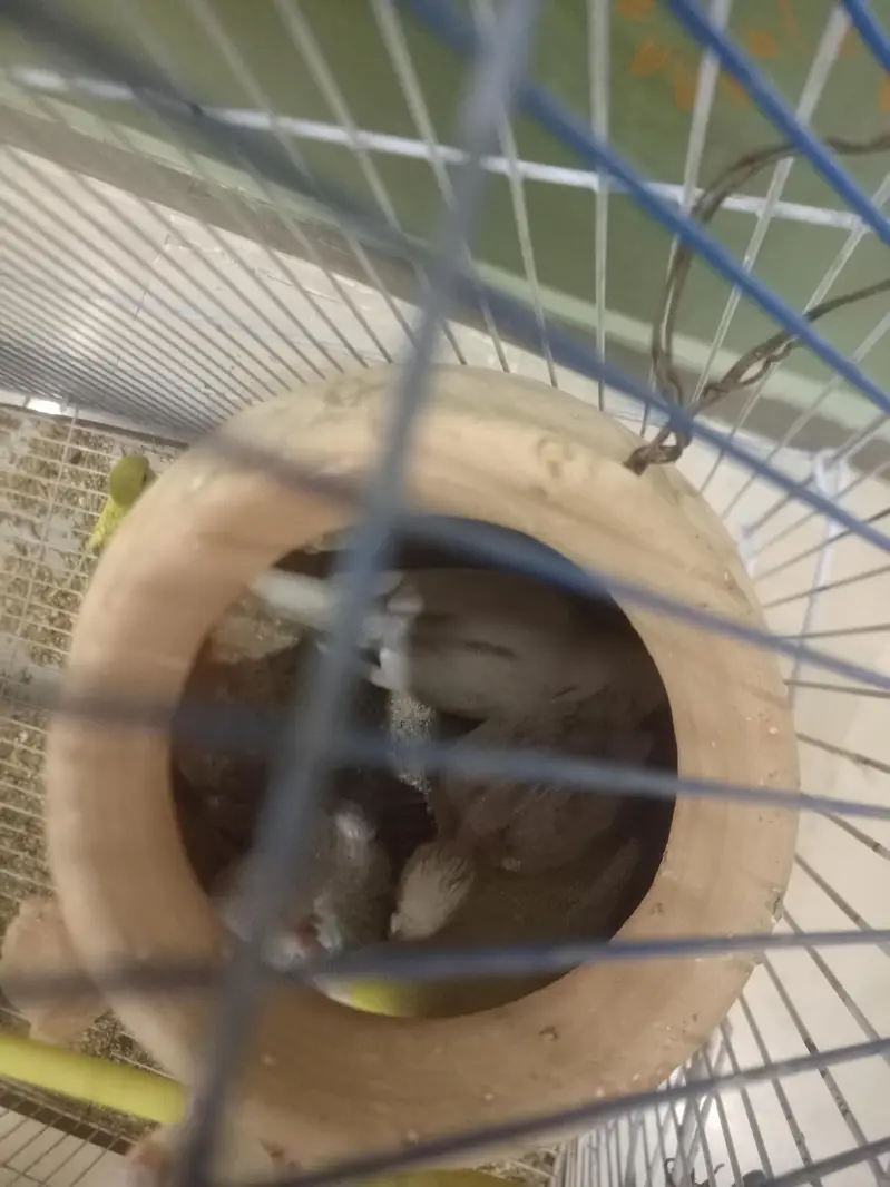 1st pair red eye fellow 2nd pair   Normal budgies — photo 9