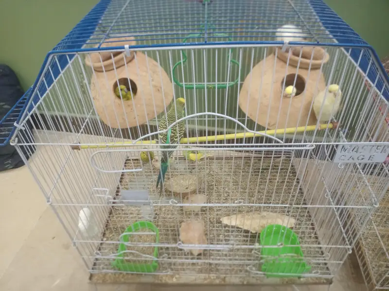 1st pair red eye fellow 2nd pair   Normal budgies — photo 10
