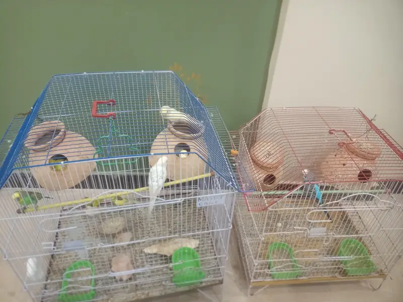 1st pair red eye fellow 2nd pair   Normal budgies — photo 11