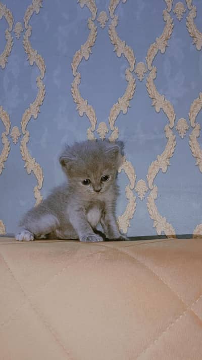 Persian kittens