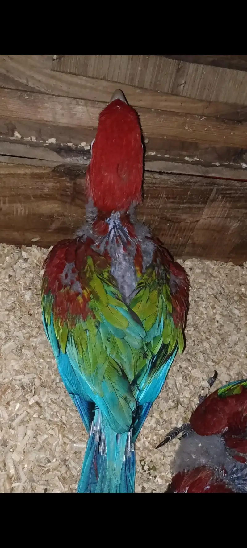 Green wing Macaw
