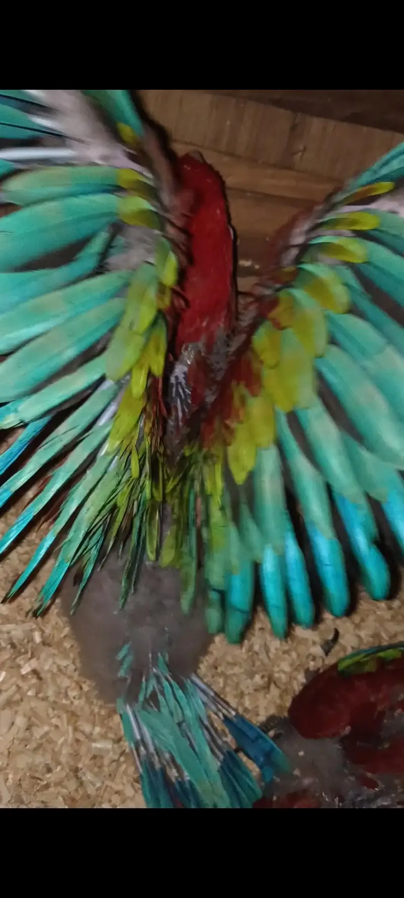 Green wing Macaw — photo 2