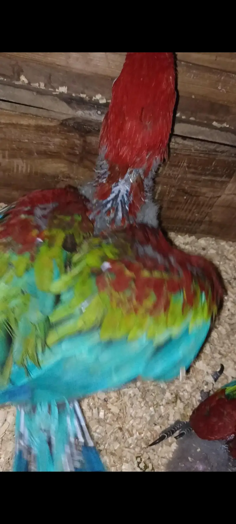 Green wing Macaw — photo 3