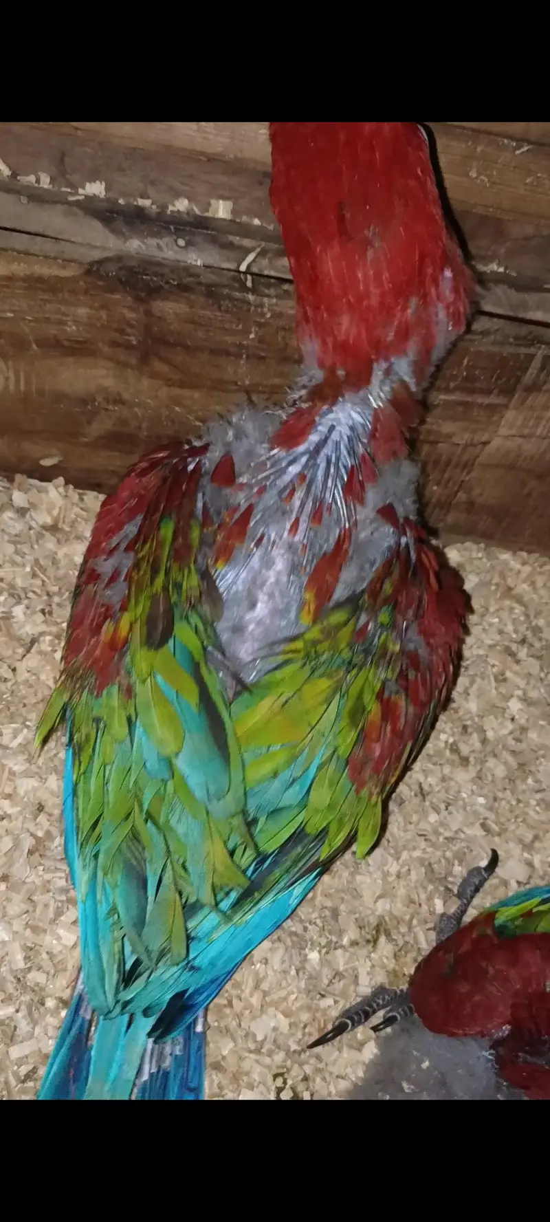 Green wing Macaw — photo 4