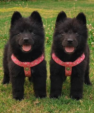 German Shepherd long coat puppies for sale