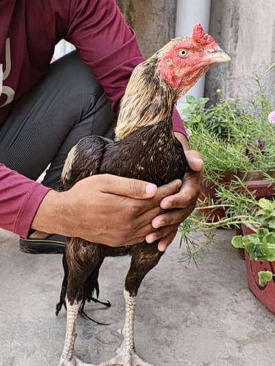 sawa jawa far sell urgent sell