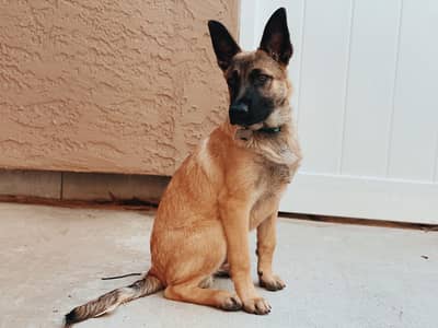 Belgian malinios female