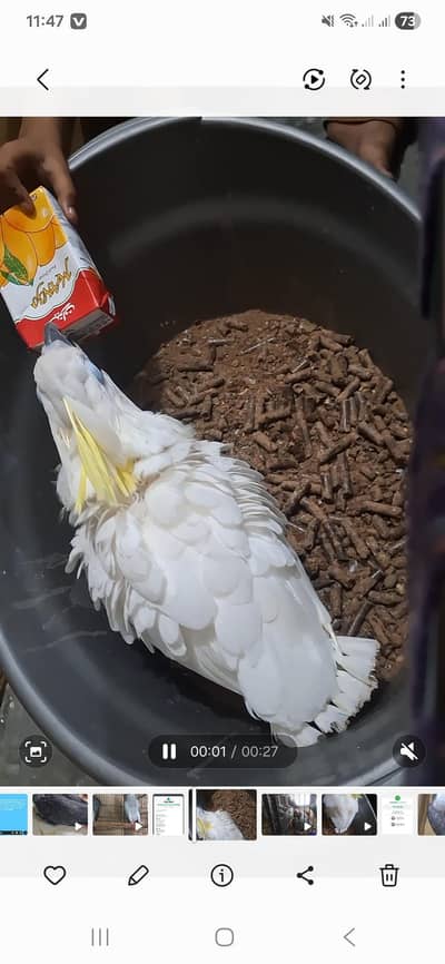 Triton cacatoo chicks available A