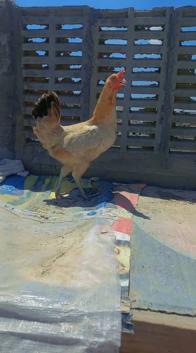 Misri Murghi Pair + 1 Desi Murga | Ghar Ki Pali Hui Egg Laying