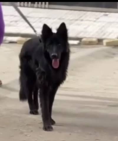 Black cloure long  coat king size fully active dog play full