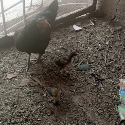 Desi murghi with 2 chicks . age 2 weeks. . . healthy and active