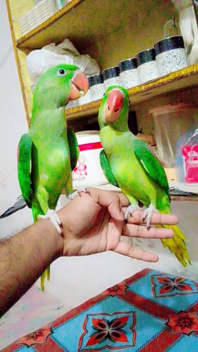 Alexanderain Kashmiri Raw jumbo size Handteam 03091489914