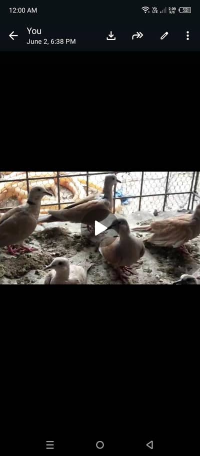 dove  03099076910