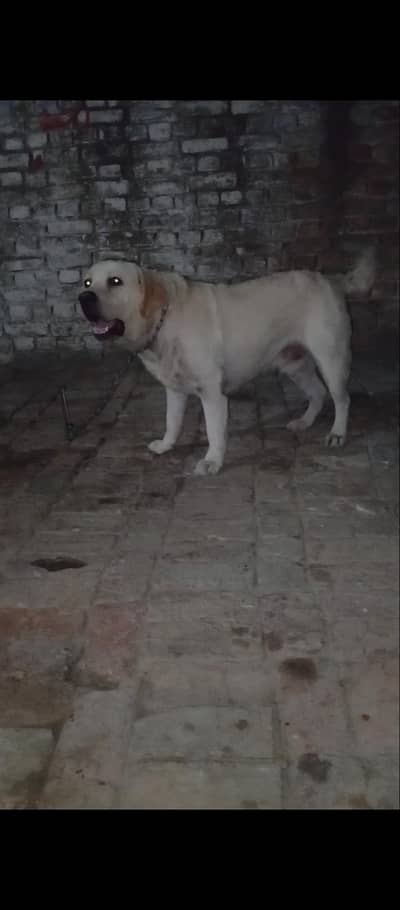 Labra male Female 6 puppies
